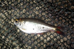 Astyanax sp. "Río Barraganetal"