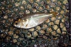 Astyanax sp. "Río Barraganetal"