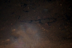 Hoplias sp. "Río Barraganetal"