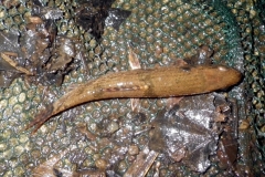Hoplias sp. "Río Barraganetal"
