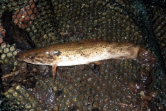 Hoplias sp. "Río Barraganetal"