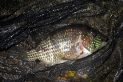 Aequidens sp. "Río Barraganetal"