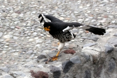 Otavalo: Parque del Condor