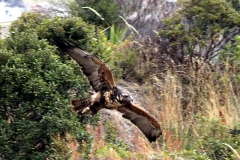 Otavalo: Parque del Condor