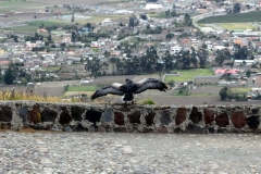 Otavalo: Parque del Condor