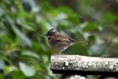 Morgenammer (Zonotrichia capensis)