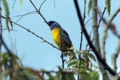 Rotbauchorganist (Euphonia rufiventris)?