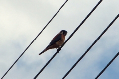 Buntfalke (Falco sparverius)