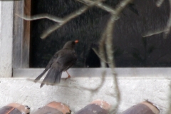 ecuador_2016_13116