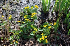 kickelhahn_2016_01002