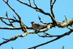 kickelhahn_2016_01026