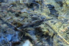 kickelhahn_2016_01029