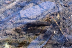 kickelhahn_2016_01030