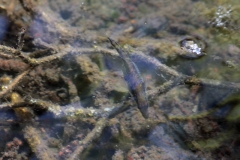 kickelhahn_2016_01031