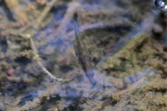 kickelhahn_2016_01032