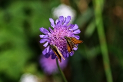 langenberg-20170716_34