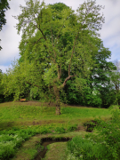 Park Neuenhof - Gurken-Magnolie (Magnolia acuminata)