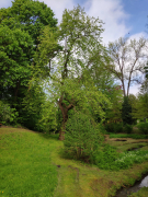 Park Neuenhof - Gurken-Magnolie (Magnolia acuminata)