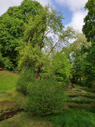 Park Neuenhof - Gurken-Magnolie (Magnolia acuminata)