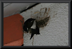 Schwalben beim Nestbau
