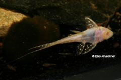 Acanthicus adonis albino