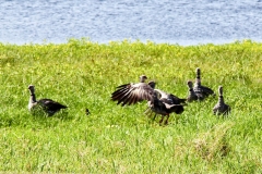 Halsband-Wehrvogel (Chauna torquata)