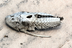 Überreste eines Liposarcus anisitsi