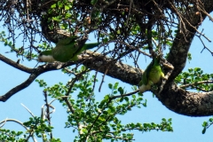 Mönchsittiche (Myiopsitta monachus)