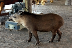 Tapir