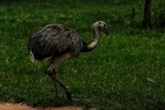 Rhea (Rhea americana)