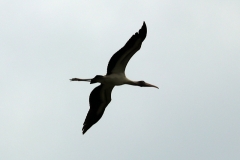 Waldstorch (Mycteria americana)