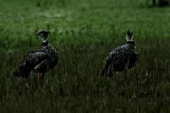 Halsband-Wehrvogel (Chauna torquata)