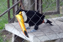 Riesentukan (Ramphastos toco)