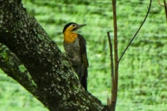 Feldspecht  (Colaptes campestris)