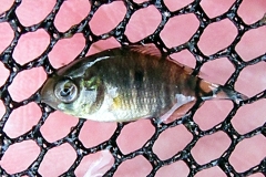 Chaetobranchopsis australis