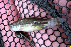 Hoplerythrinus unitaeniatus