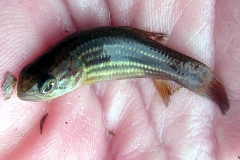 Hoplerythrinus unitaeniatus