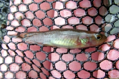 Erythrinus sp.