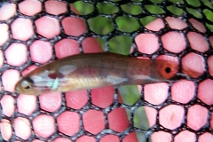 Erythrinus sp.