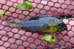 Apistogramma borellii