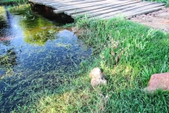 Habitat von Lepthoplosternum pectorale und Corydoras aeneus