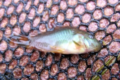 Corydoras aeneus