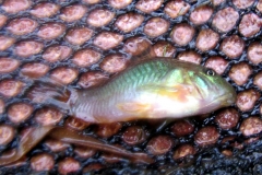 Corydoras aeneus