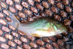 Corydoras aeneus