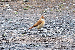 Graukardinal (Paroaria coronata), juvenil