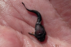 Bunocephalus doriae