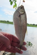 Triportheus nematurus