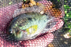 Cichlasoma dimerus