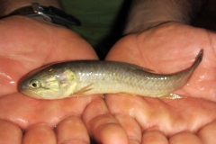 Hoplerythrinus unitaeniatus