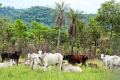 paraguay-06403